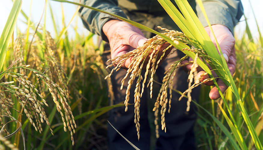 A farmer standing in a field of rice displaying one stalk